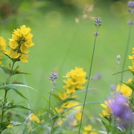 Lejlighed Birgla Ramsau im Zillertal